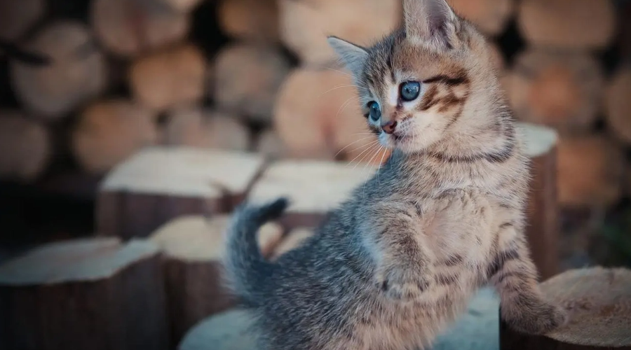 世界未解之谜：猫能预知死亡吗？