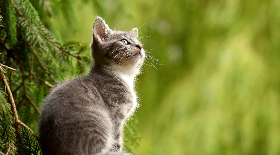 令猫都闻风丧胆的猫瘟，它究竟是什么？