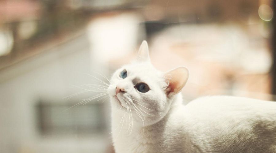 千万不要被白猫的美貌骗了！它可是妥妥的“中华气死猫”