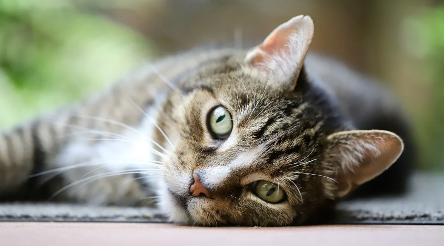 猫咪应激可能猝死？3个步骤教你应对猫咪的应激反应