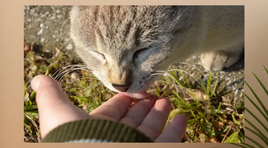 猫咪“舔人”很脏？那是你不知道猫咪舔你有这么多好处...