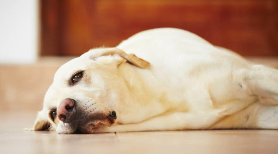 每年因腹泻而死的狗狗数量高达上千只，该如何避免你的狗狗成为下一个受害者？