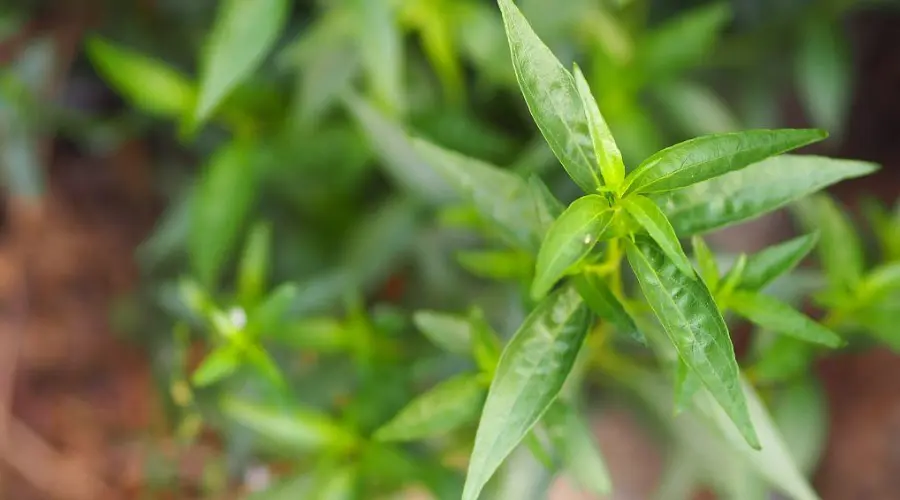 食用“穿心莲”是药用穿心莲吗？