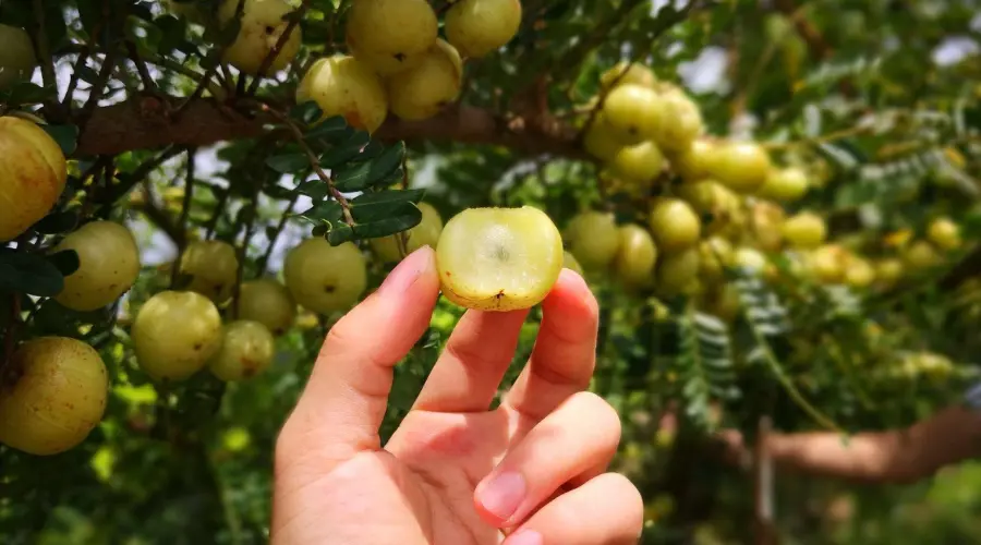 平南余甘果飘香迎丰收 ，它的功效竟然那么牛...