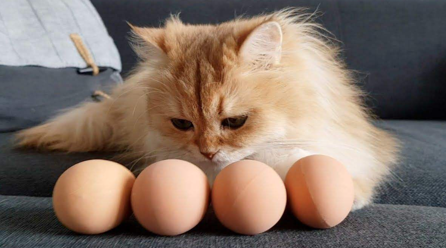 90%的人都不知道！猫咪吃鸡蛋竟然还有这些好处