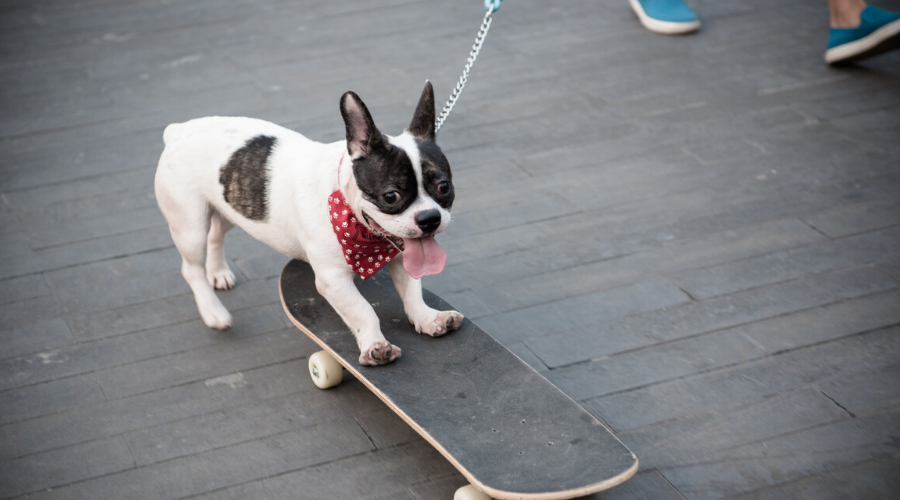 滑滑板、练瑜伽无所不能！国外一宠物犬拥有多项技能