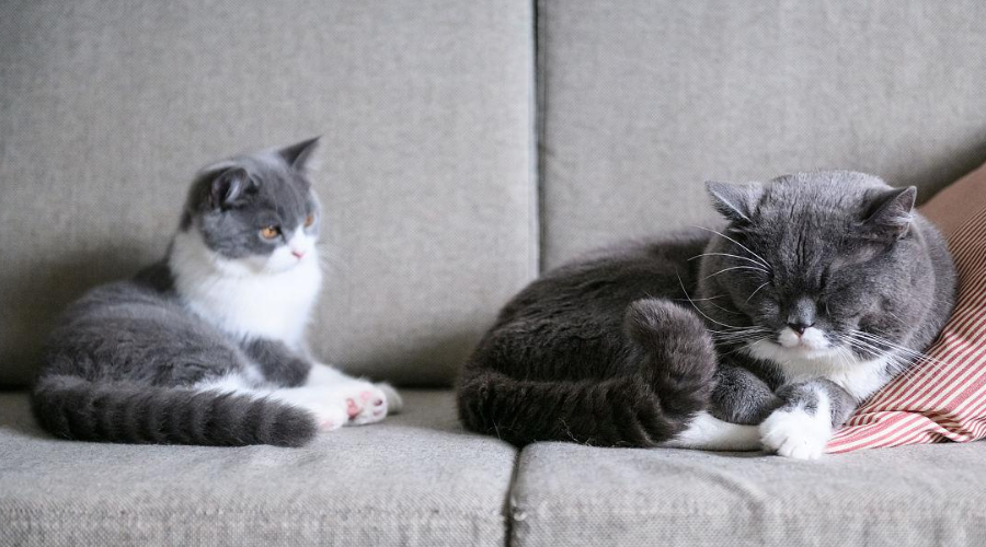 明明有猫抓板，为啥90%的猫主子更爱抓沙发？