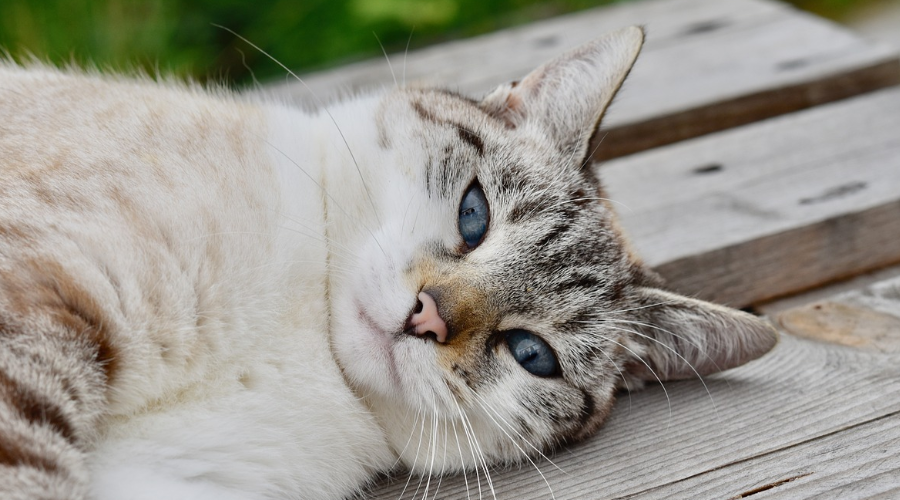 猫感知自己的死亡后将会如何暗示你？4个细节告诉你猫咪的离别！