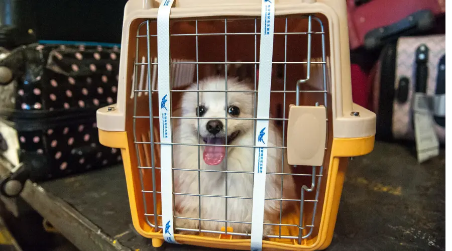 过年返乡，正确托运小宠物记得“四要一不要”