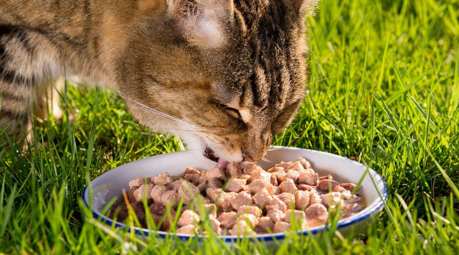 猫猫不爱吃饭？4招教你让猫咪恢复好食欲！