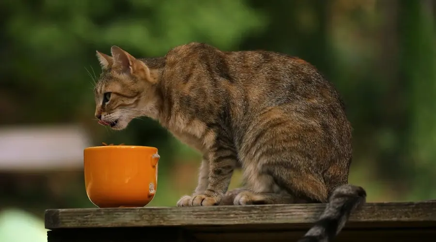 猫咪挑食怎么破？教你3招改善猫咪挑食的困扰