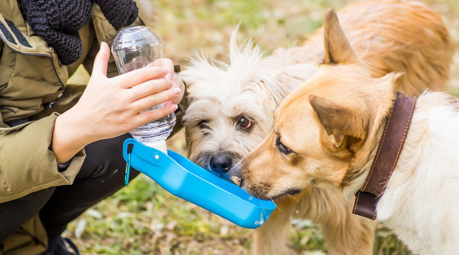 狗狗喝水喝得多一定是好事？也可能是疾病找上了门！