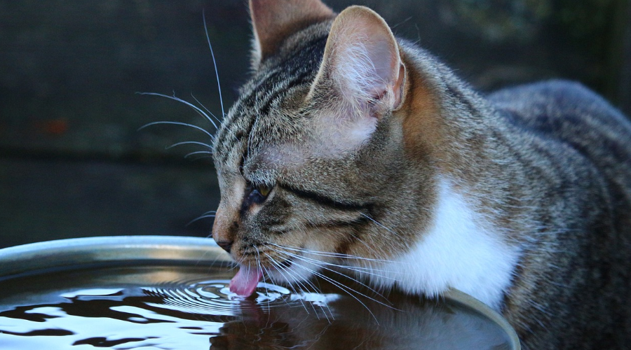 同样是舔水喝，为什么猫比狗优雅这么多？