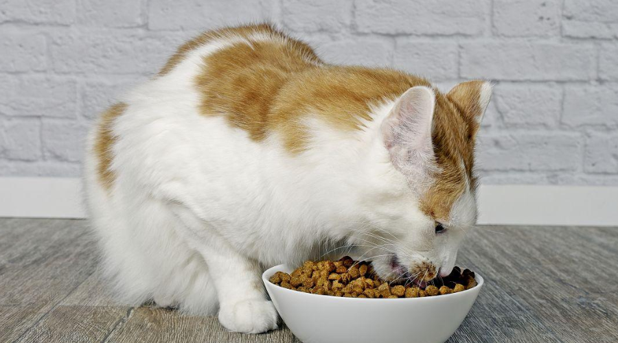 想给猫吃狗粮？这种“蹭饭”行为无异于“虐猫杀猫”！