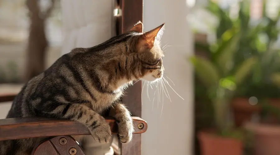 春节猫咪留守在家也能爽翻天？只需做好这4件事