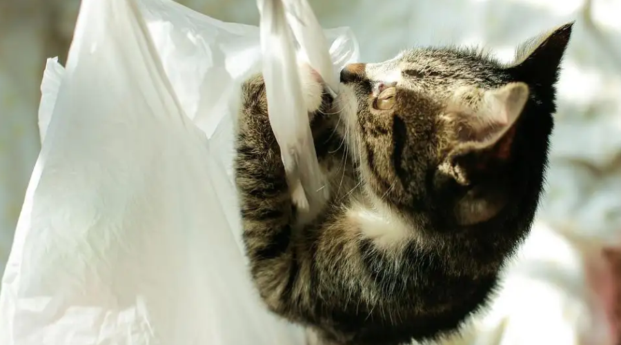 猫喜欢咬塑料还舔毛毯？教你3步解决猫咪的异食癖