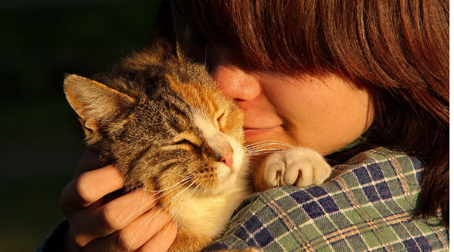 养猫也有“七年之痒”！人与猫之间如何才能让情感保鲜？