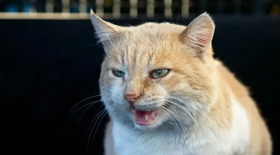 养猫久了才明白，猫露出这几种形态大概率是在骂你！