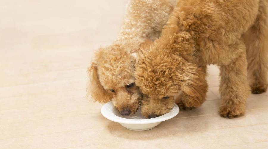 狗狗吃太好也会得肠胃炎？过年期间喂狗记住这“3不要”