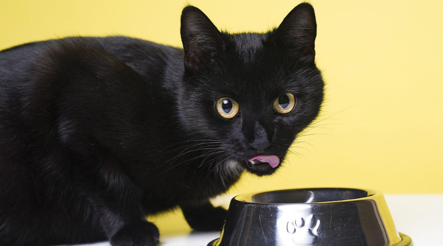 科学唠嗑：黑色的碗真的能让猫更爱喝水吗?