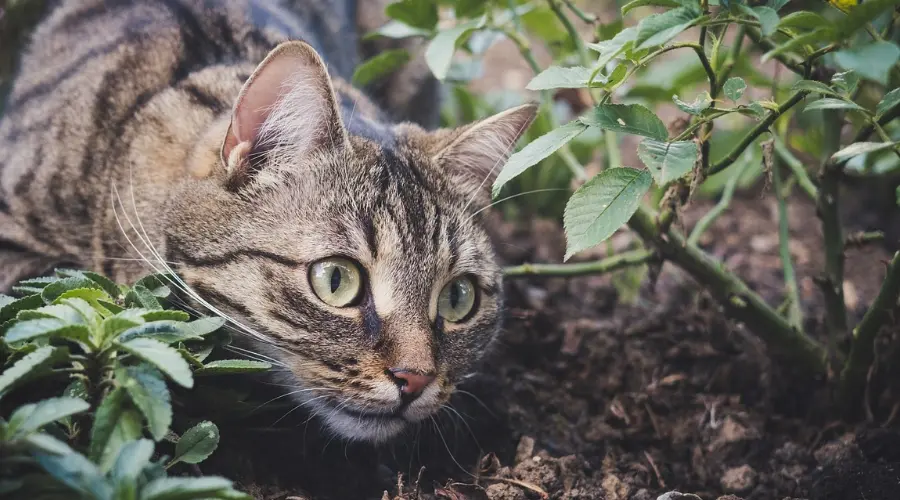 养猫久了才知道，真正的猫奴都有这4个怪癖！