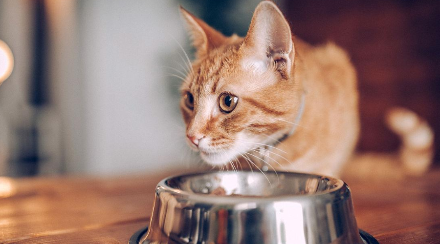 别忘了给猫咪也准备一份年夜饭！猫咪最喜爱的食物都在这了