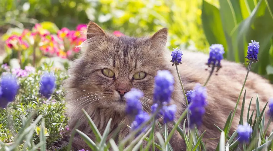 有毒警告！这些花对猫咪来说简直“猫中砒霜”