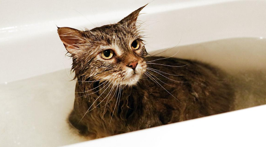 科学唠嗑：为什么猫咪这么讨厌水？