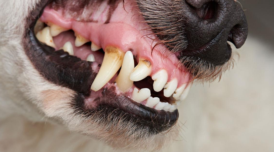 狗狗牙齿松动了怎么办？保养得当能晚掉2年牙！