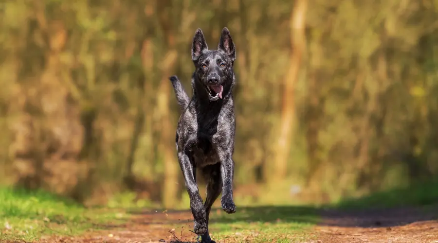 养犬有责、养犬负责！最高法：着重加强对烈性犬致人损害法律责任的规制