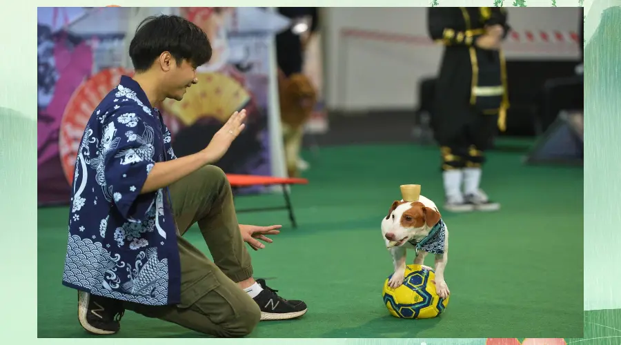 各地萌宠齐聚南京宠物博览会“萌萌哒”