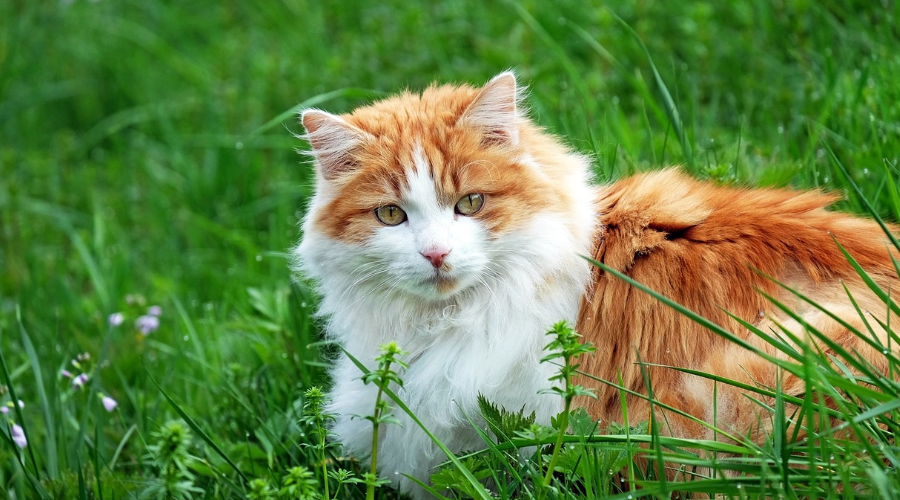 科学唠嗑：为什么猫咪总是“间歇性热情”，又“持久性冷漠”？