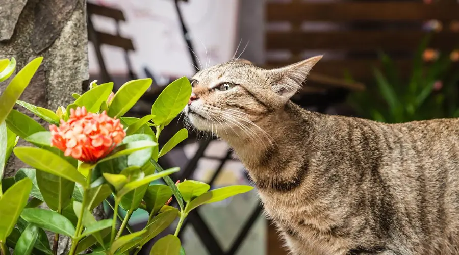 猫最害怕什么物品？猫最怕的4种东西90%的人都不知道！