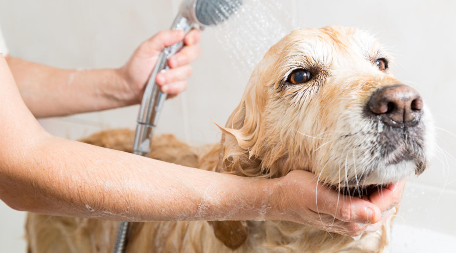 这3种情况下不能给狗狗洗澡，不然你会失去它！
