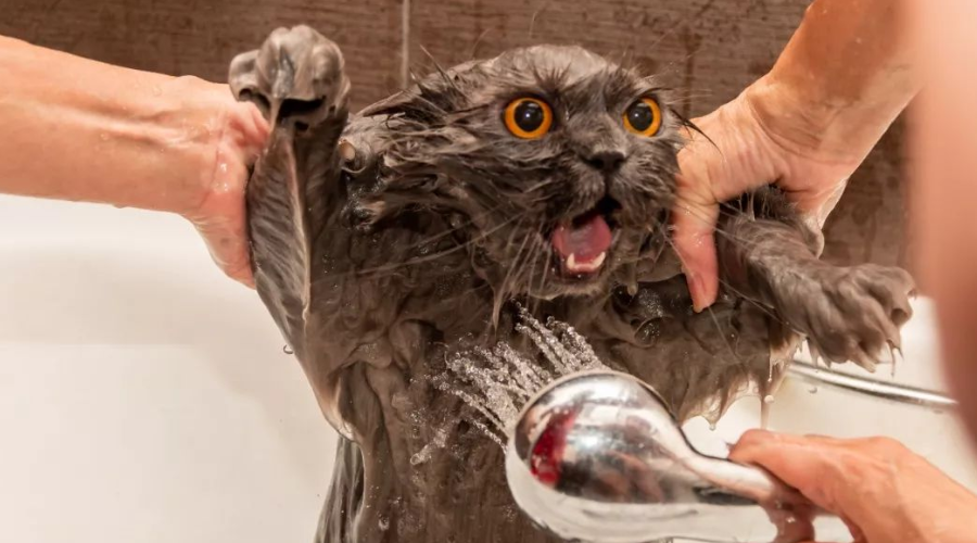 给猫咪洗澡难于上青天？做对这4步让猫咪愿意洗澡！