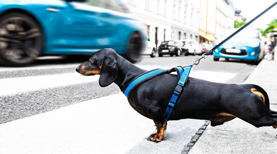 宠物犬横穿马路导致交通事故，责任谁担？