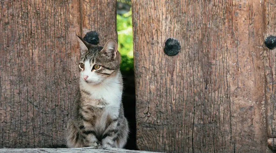 一开门猫咪就往外冲！怎么才能阻止这种“越狱”行为？