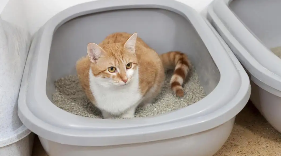 养猫久了才知道，猫咪睡在猫砂盆里其实是想暗示你这些事！