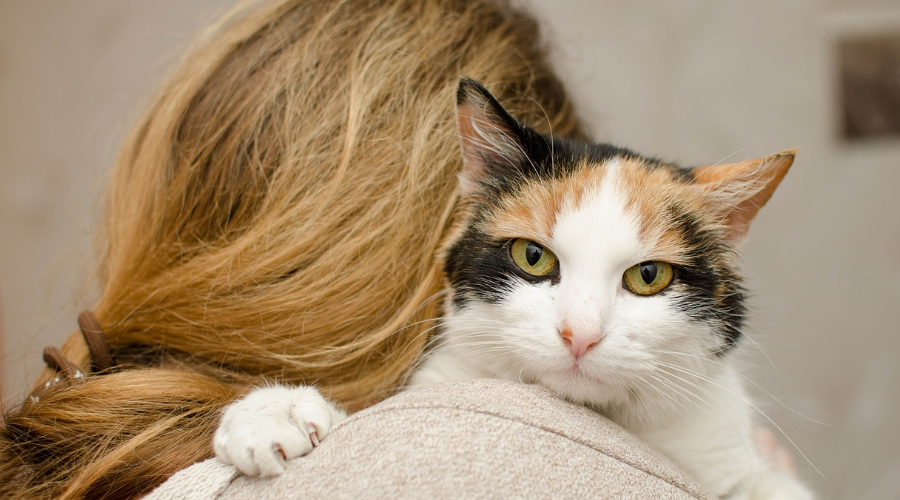 误把哮喘当鼻炎，女子养猫3年才知对猫毛过敏！