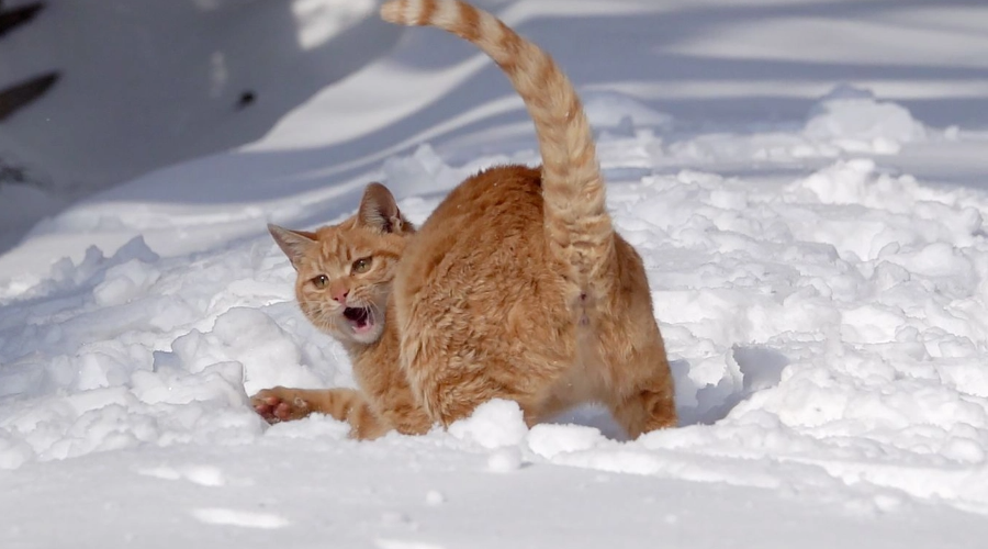 科学唠嗑：猫咪为什么喜欢追着自己的尾巴咬？