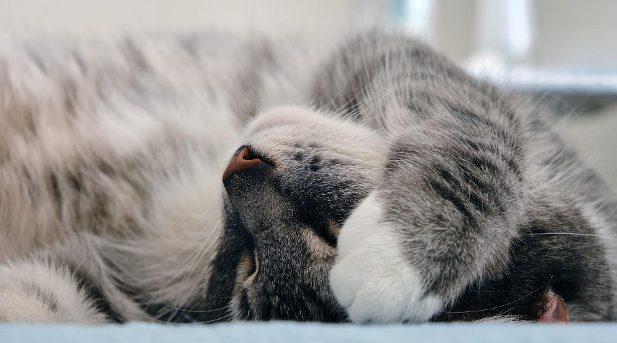 科学唠嗑：为什么猫咪喜欢捂着脸睡觉？
