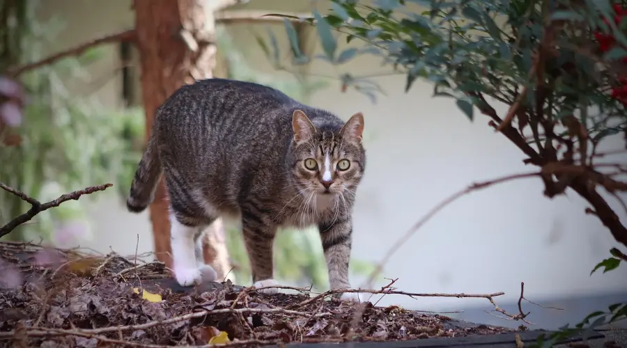 猫咪肢体语言大解密！看完这篇让猫咪更爱你~