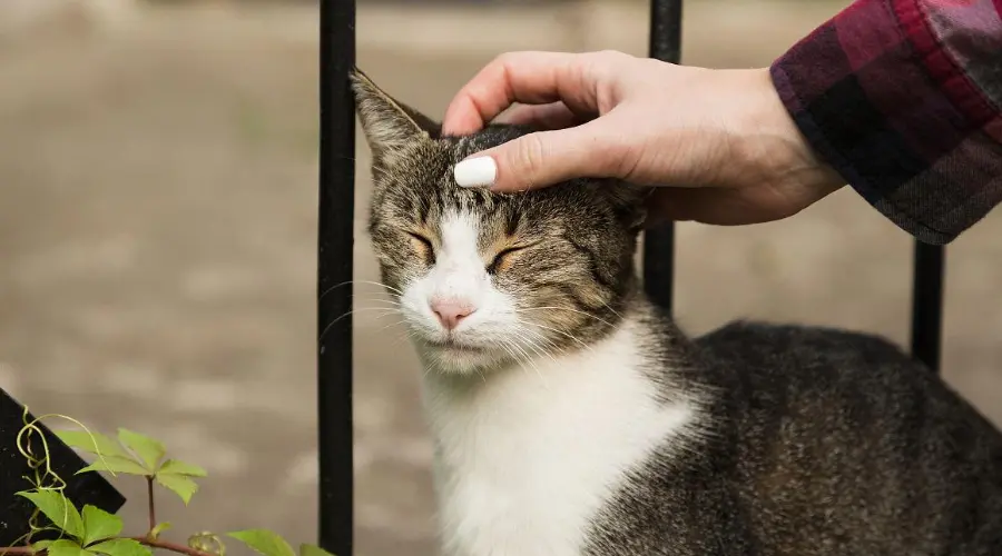 科学唠嗑：当我们摸猫头时，猫为什么常常会闭眼？