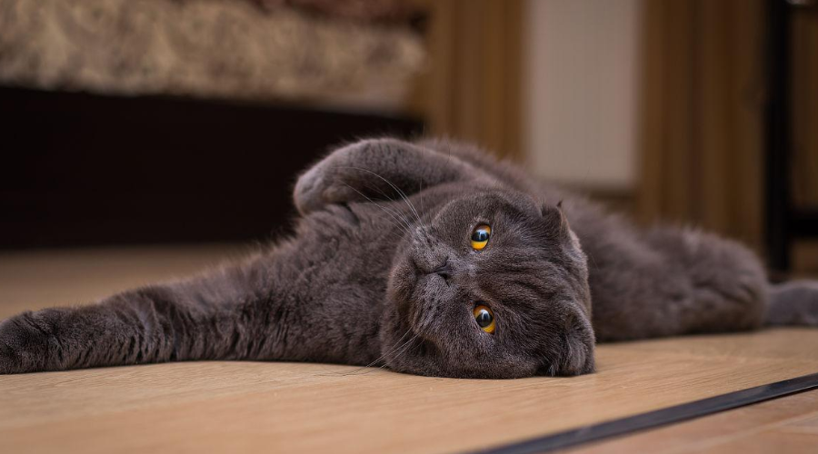 猫咪迷惑行为解读 ：为什么猫咪喜欢随意躺倒打滚？