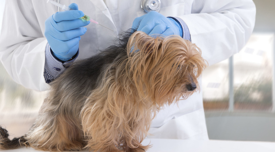 狗狗打疫苗讲究多，4大误区不要犯！
