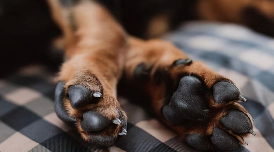 科学唠嗑：狗狗舔自己的脚有什么好处？
