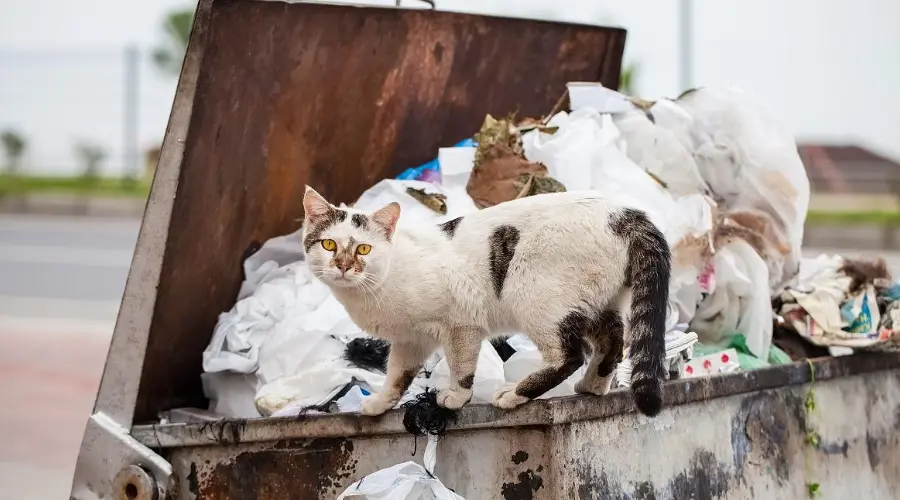 如何科学投喂流浪猫？看这一篇就够了！