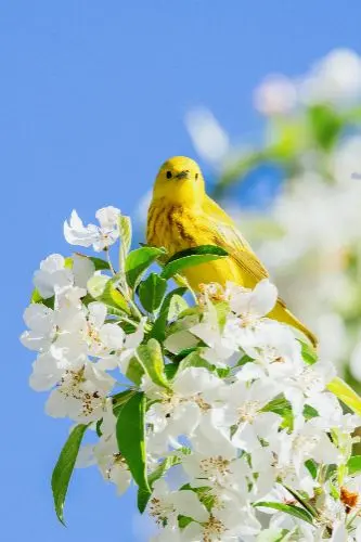 清明节的习俗 The customs of Qingming Festival