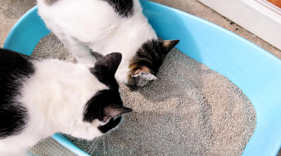 科学唠嗑：猫砂太臭对猫有什么影响？