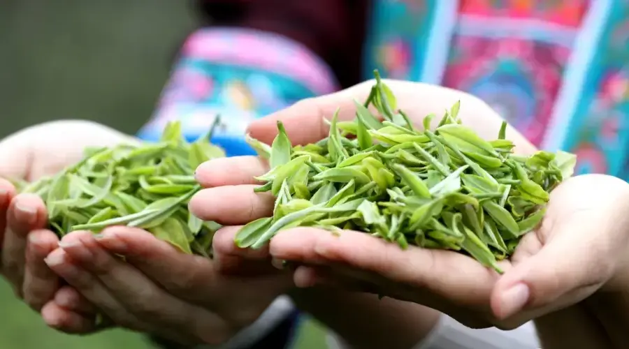 三江茶叶，千年茶文化的瑰宝